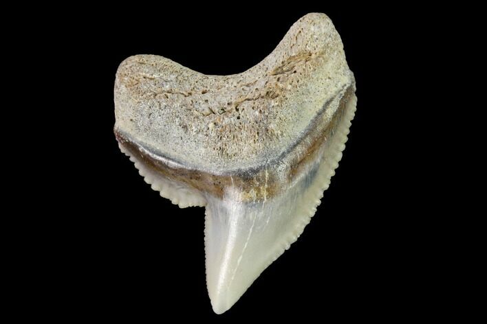 Fossil Tiger Shark (Galeocerdo) Tooth - Aurora, NC #143910